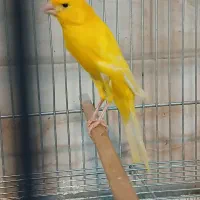 ماده رسمی بلند