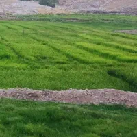 برنج فجر کاشت امسال