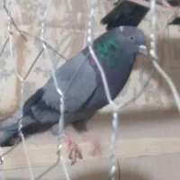 ۴۰عدد کفتر غریب همه پرشتی|پرنده|کوهدشت, |دیوار