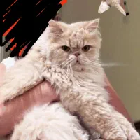 گربه پرشین سوپر فلت