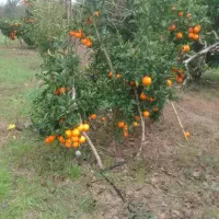 پرتقال پیوندی یا همون خونی