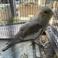جوجه عروس هلندی دستی