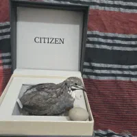 بلدرچین مینیاتوری