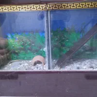 آکواریوم با وسایل کامل