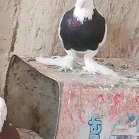 کبوتر طوقی|پرنده|زهک, |دیوار