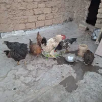 مرغ و خروس|حیوانات مزرعه|قم, نیروگاه|دیوار