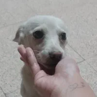 واگذاری سگ|سگ|رفسنجان, |دیوار