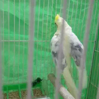 عروس هلندی نر دوکت زعفرانی بالغ|پرنده|کلاله, |دیوار