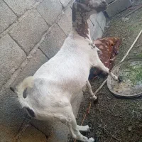 کهره ماده|حیوانات مزرعه|میناب, |دیوار