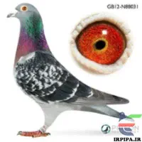 گمشده پلاکی چاپی سیاه تولکم هست