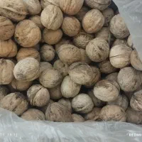 گردو پوسته کاغذی