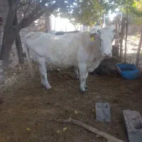 فروش گاو زاییده گوساله ماده باگوساله هم معامله