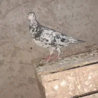 چند تا طوقی و کوهی|پرنده|شوشتر, |دیوار