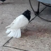 فروش جفت کله سیاه یاهمون کله اهوازی|پرنده|کارون, |دیوار