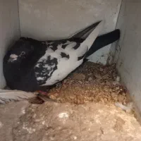 کبوتر|پرنده|بافت, |دیوار