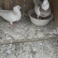 طوقی|پرنده|گرگان, |دیوار