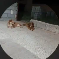 سگ پامر