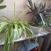 گل طبیعی و در حال رشد|گل و گیاه طبیعی|ارومیه, |دیوار