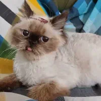گربه گمشده کسی پیداش کرد لطفاً خبر بده