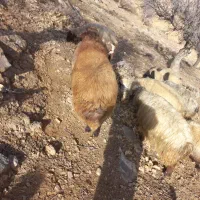 قوچ|حیوانات مزرعه|لردگان, |دیوار