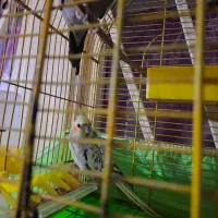 عروس گل باقالی سالم وبه شرط|پرنده|شیرگاه, |دیوار