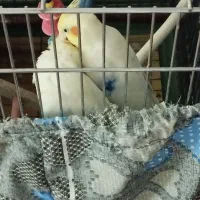 عروس هلندی جفت|پرنده|پردیس, فاز ۶|دیوار