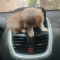 توله سگ اشپیتز. سگ آپارتمانی