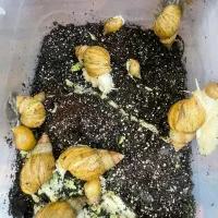 حلزون آلبینو|خزنده|بوشهر, |دیوار