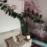 گل فیلتوس سالم وسرحال|گل و گیاه طبیعی|سنندج, |دیوار