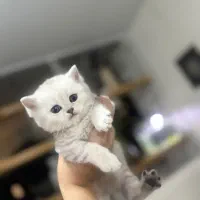 بچه گربه اسکاتیش سیلور چینچیلا