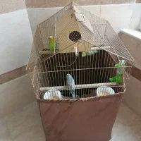 مرغ عشق به همراه لوازم کامل|پرنده|خرمآباد (تنکابن), |دیوار