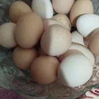 تخم برهمالایت