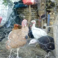بقلمو فروشی