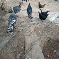 فقط تماس پاسخ گو هستم