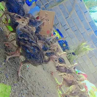 بوقلمون نژاد برنز