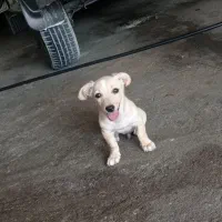 داشهوند آمریکایی|سگ|برازجان, |دیوار