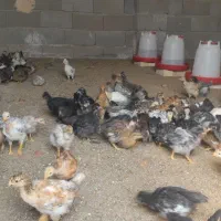 چوری ملگر و کاکلی|حیوانات مزرعه|اردکان, |دیوار