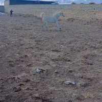 مادیان دهشور