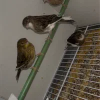 قناری  گلاستر کنسورت اورجینال