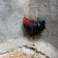 خروس سیاه جوان