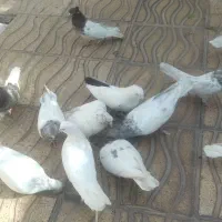 کبوتر فروشی