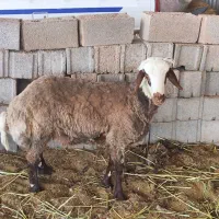 بر نر افشار