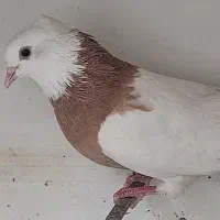 پرنده|پرنده|گیلان غرب, |دیوار