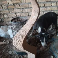 پایه میز سم آهویی|بوفه، ویترین، کنسول|شیراز, گویم|دیوار