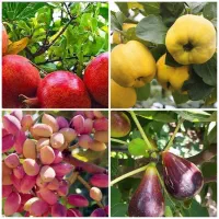 فروش درخت انار پسته پیوندی به انجیر