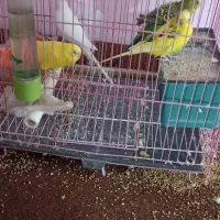 مرغ عشق با قفس|پرنده|گرگان, |دیوار