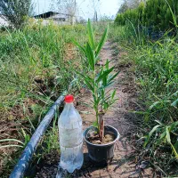 فروش گل باغچه لاوسون زرشک یاس|گل و گیاه طبیعی|خرم‌آباد (تنکابن), |دیوار