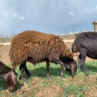 گوسفند قزل افشاری درجه یک