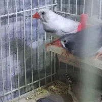 فنچ|پرنده|اراک, |دیوار