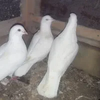 سفید آلمانی|پرنده|سراوان, |دیوار